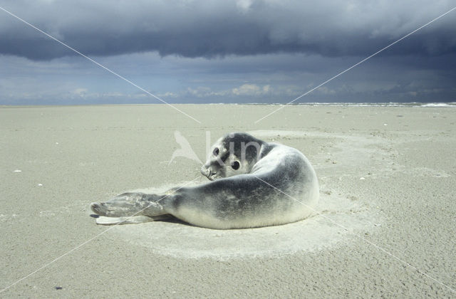 Gewone zeehond (Phoca vitulina)