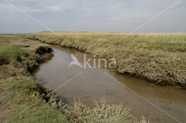 Sea Purslane (Atriplex portulacoides)