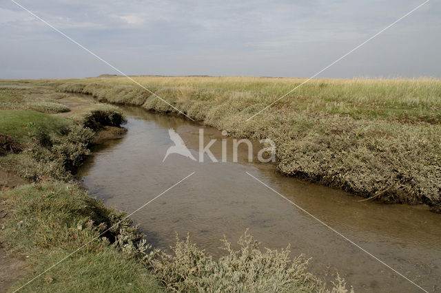 Gewone zoutmelde (Atriplex portulacoides)