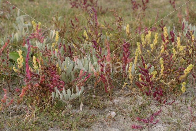 Sea Purslane (Atriplex portulacoides)