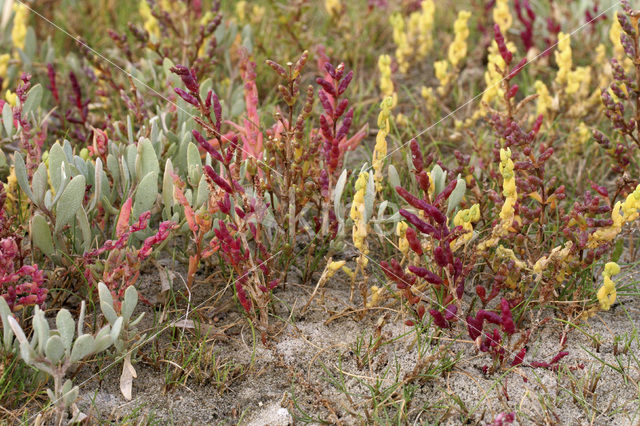 Sea Purslane (Atriplex portulacoides)