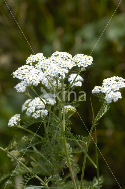 Common yarrow (Achillea millefolium)