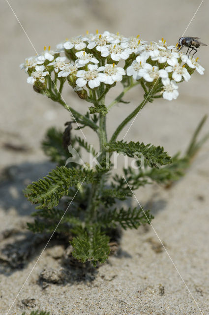 Common yarrow (Achillea millefolium)