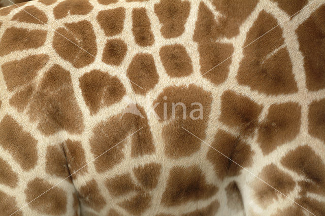 Southern giraffe (Giraffa camelopardalis)