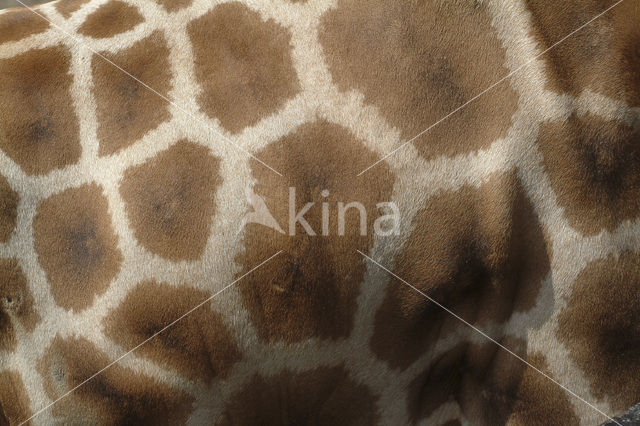 Giraffe (Giraffa camelopardalis)