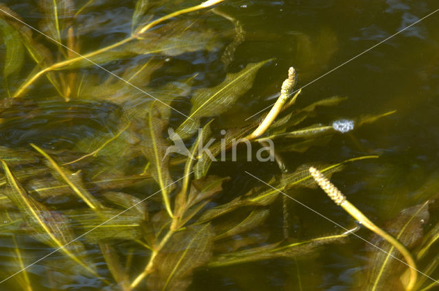 Glanzig fonteinkruid (Potamogeton lucens)