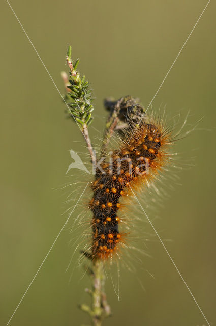 Goudhaaruil (Acronicta auricoma)