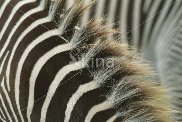 Grant’s zebra (Equus granti)