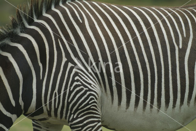 Grant’s zebra (Equus granti)