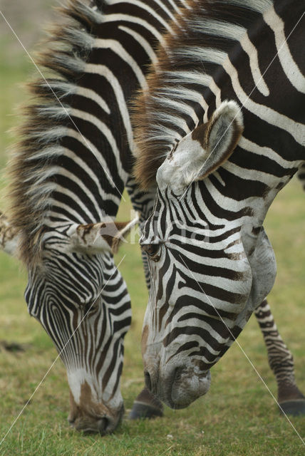 Grant’s zebra (Equus granti)