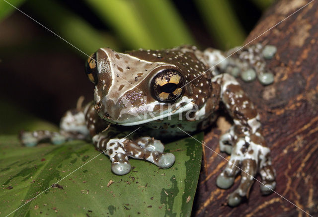 Grey Treefrog (Hyla versicolor)