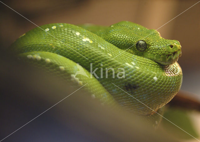 Groene boompython (Chondropython viridis)