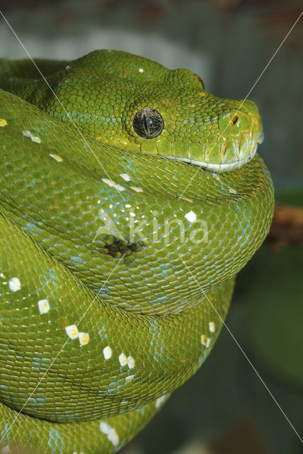 Groene boompython (Chondropython viridis)