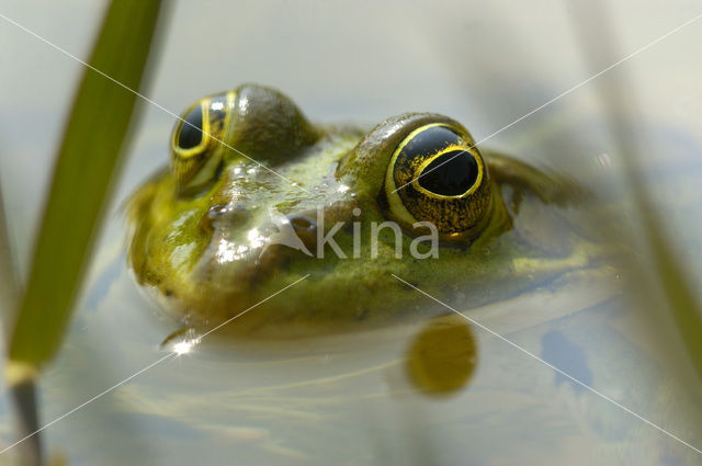 green frog (Rana esculenta