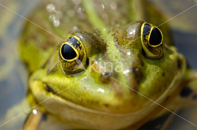 green frog (Rana esculenta