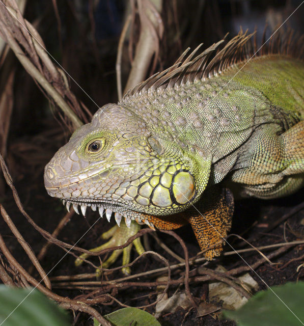 Groene leguaan (Iguana iguana)