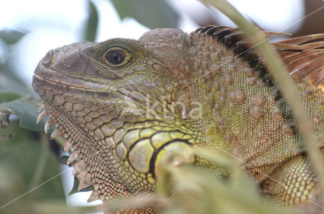 green iguana (Iguana iguana)