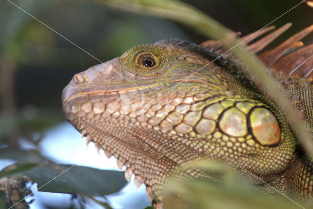 Groene leguaan (Iguana iguana)