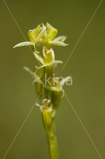 Fen Orchid (Liparis loeselii)