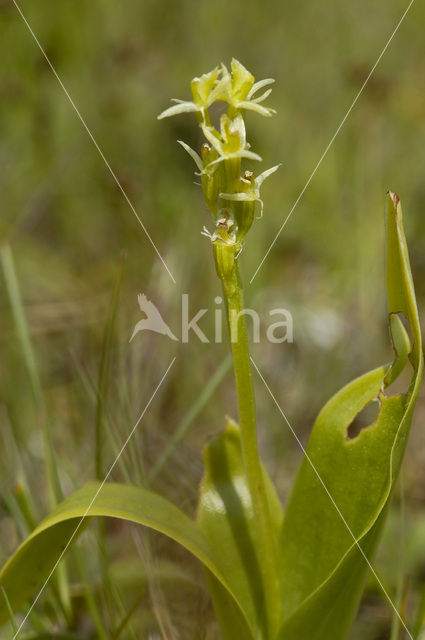 Groenknolorchis