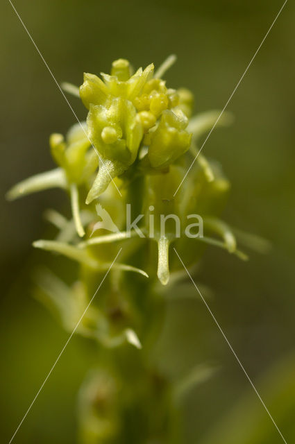 Fen Orchid (Liparis loeselii)