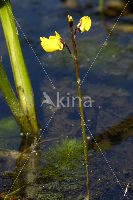 Groot blaasjeskruid (Utricularia vulgaris)