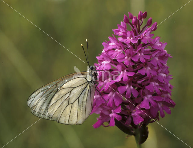 Groot geaderd witje (Aporia crataegi)