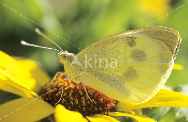 Groot koolwitje (Pieris brassicae)