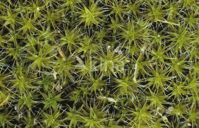 Tortula ruralis