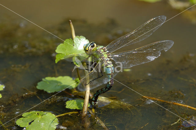 Emperor Dragonfly (Anax imperator)