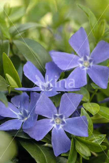 Grote maagdenpalm (Vinca major)