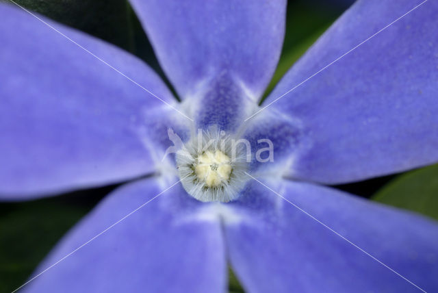 Grote maagdenpalm (Vinca major)