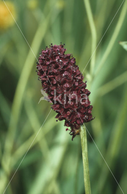 Grote pimpernel (Sanguisorba officinalis)