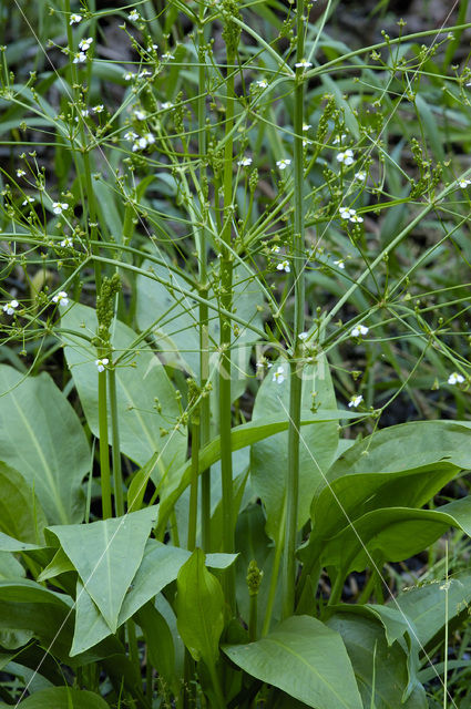 Waterplantain (Alisma plantago-aquatica)
