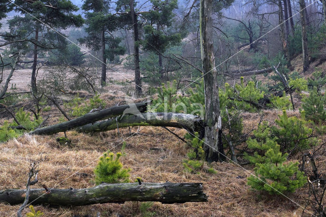 Scots Pine (Pinus sylvestris)