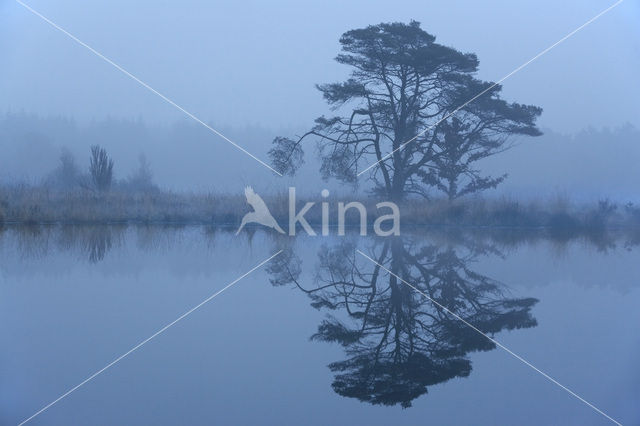 Grove den (Pinus sylvestris)