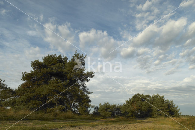 Scots Pine (Pinus sylvestris)