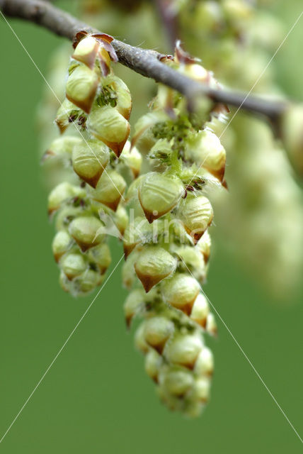 Haagbeuk (Carpinus betulus)