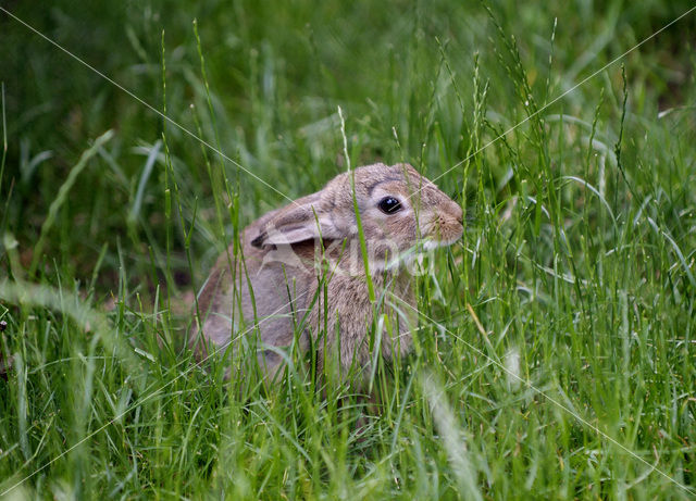Brown Hare (Lepus europaeus)