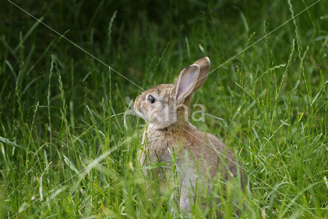 Haas (Lepus europaeus)
