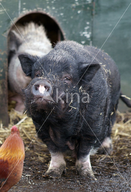 Pig (Sus domesticus)