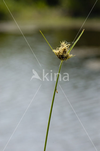 Sea Club-rush (Bolboschoenus maritimus)