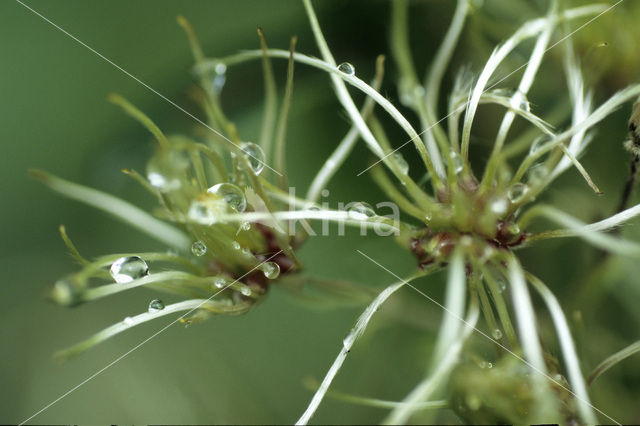 White Bryony (Bryonia dioica)