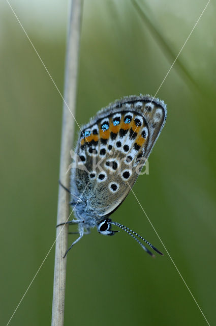 Heideblauwtje (Plebejus argus)