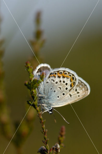 Silver Studded Blue (Plebejus argus)