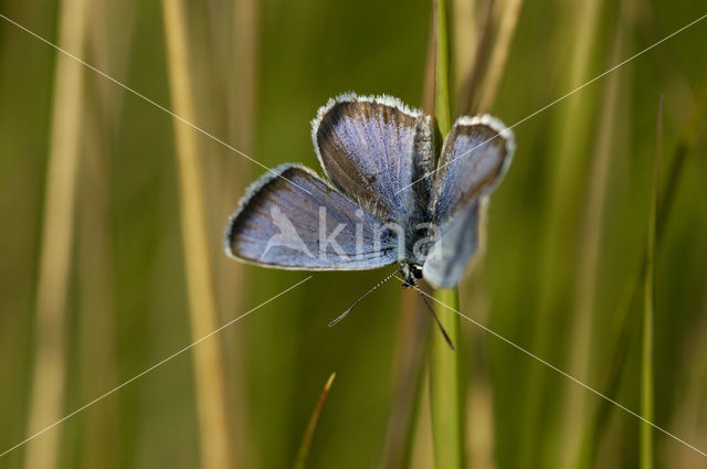 Silver Studded Blue (Plebejus argus)