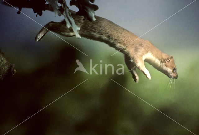 Stoat (Mustela erminea)