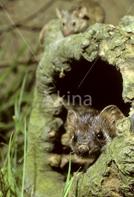 Stoat (Mustela erminea)