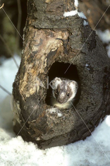 Stoat (Mustela erminea)