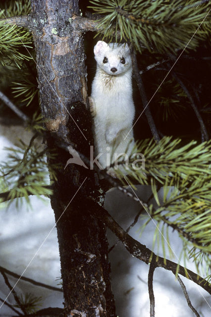 Hermelijn (Mustela erminea)